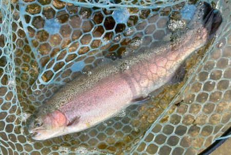 イトウが釣れた！ ～フィッシングパーク高島の泉～